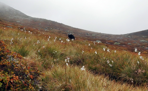 sørbølfjellet