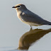 Small Pratincole