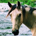 Caballos-Flores-Rios-Paisajes