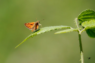 Large Skipper