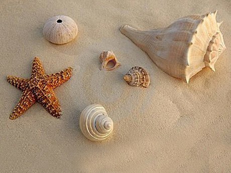 Mengenal Dunia Kerang dan Bintang Laut  Dunia Afrina