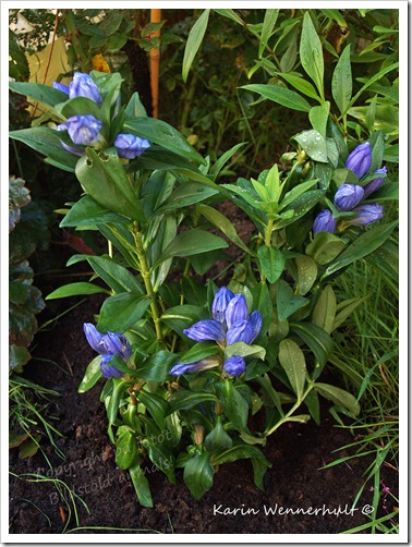 Gentiana Marsha