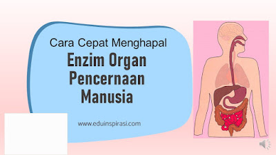 Cara Cepat Menghapal Enzim Pencernaan