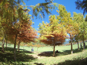 Wuling Farm maple autumn foliage