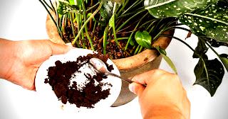 Composting with coffee grounds - Used coffee grounds for the garden