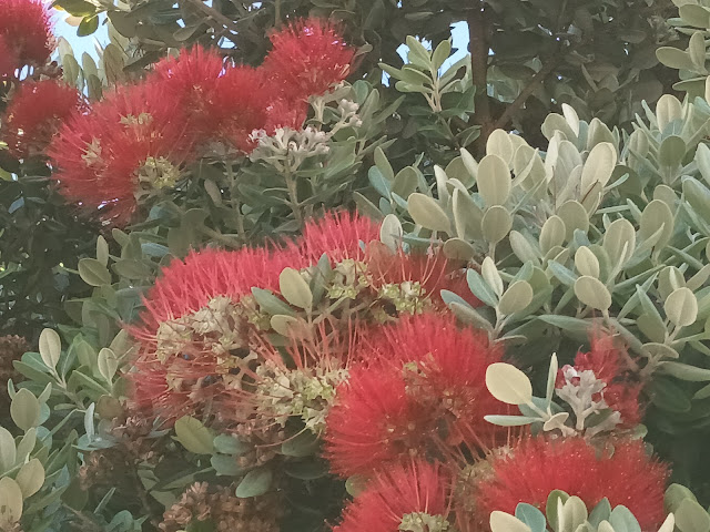 Metrosidero, árbol de hierro o pohutukawa (Metrosideros excelsa Sol. ex Gaertn.).