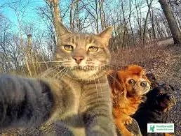 Cat Pic Selfie - Cat Pics Download 2023 - biraler pic - NeotericIT.com - Image no 13