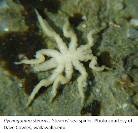 Pycnogonum stearnsi, Stearns' sea spider. six legged creature, white, seen on rocky surface