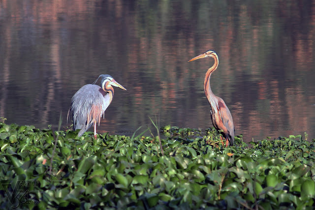Gray (left) and Purple (right) Heron