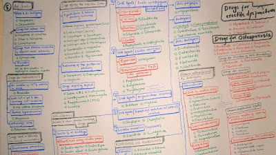 antidiuretics, drugs for nephrolithiasis, drugs for abnormal micturition, endocrine system drugs, antidiabetics, estrogens, androgens, corticosteroids, drugs for erectile dysfunction, drugs for osteoporosis