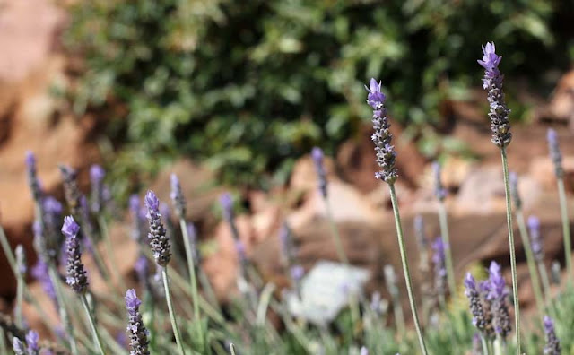 Lavender Flowers