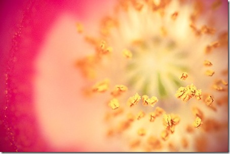 Pink Poppy Shawna Cameron