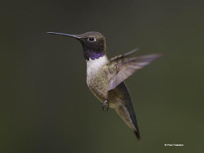 hummingbirds world