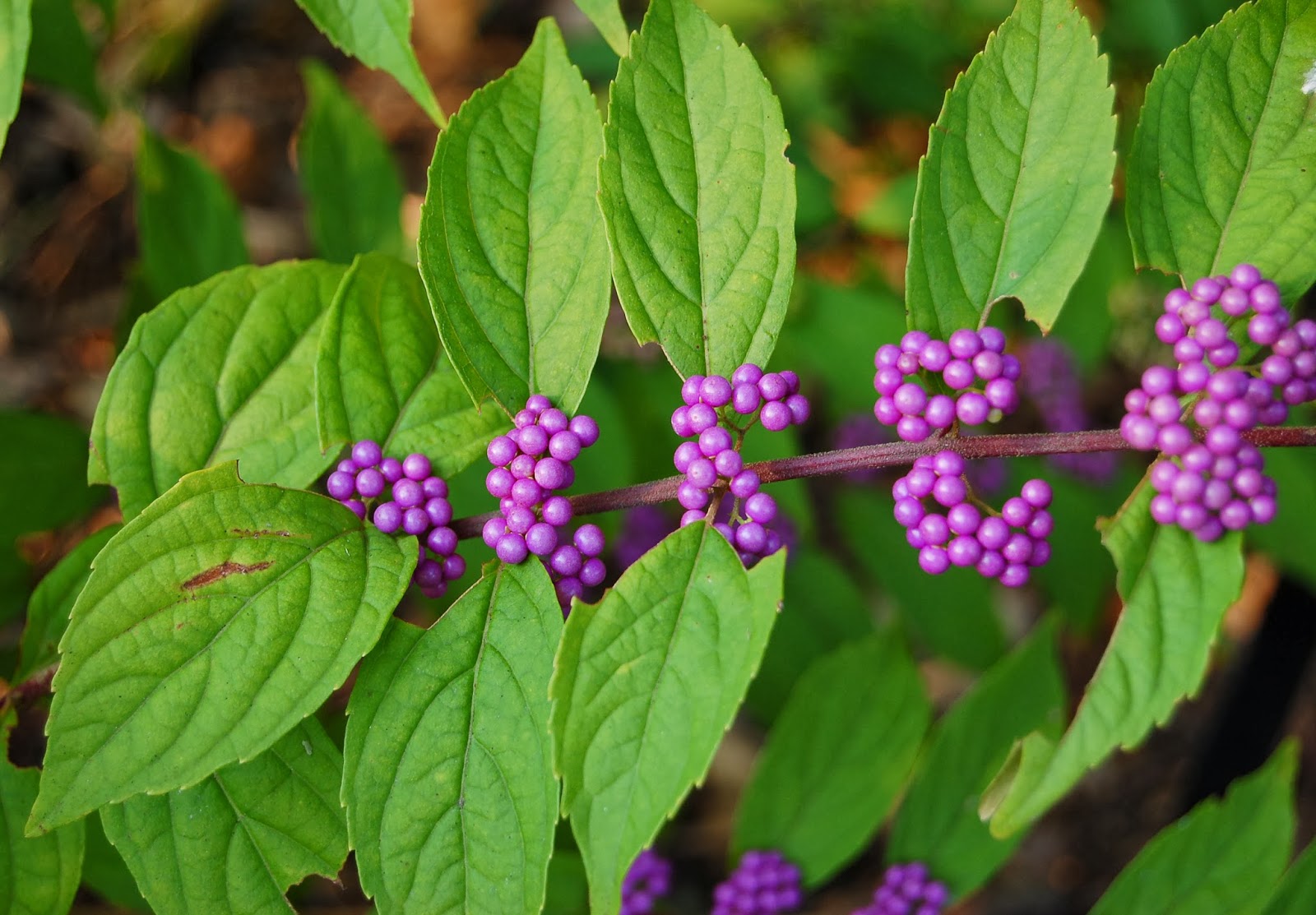 Crabapple LandscapExperts