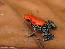 Dendrobates Reticulatus