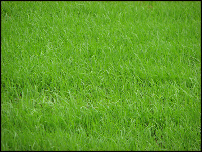 Paddy fields