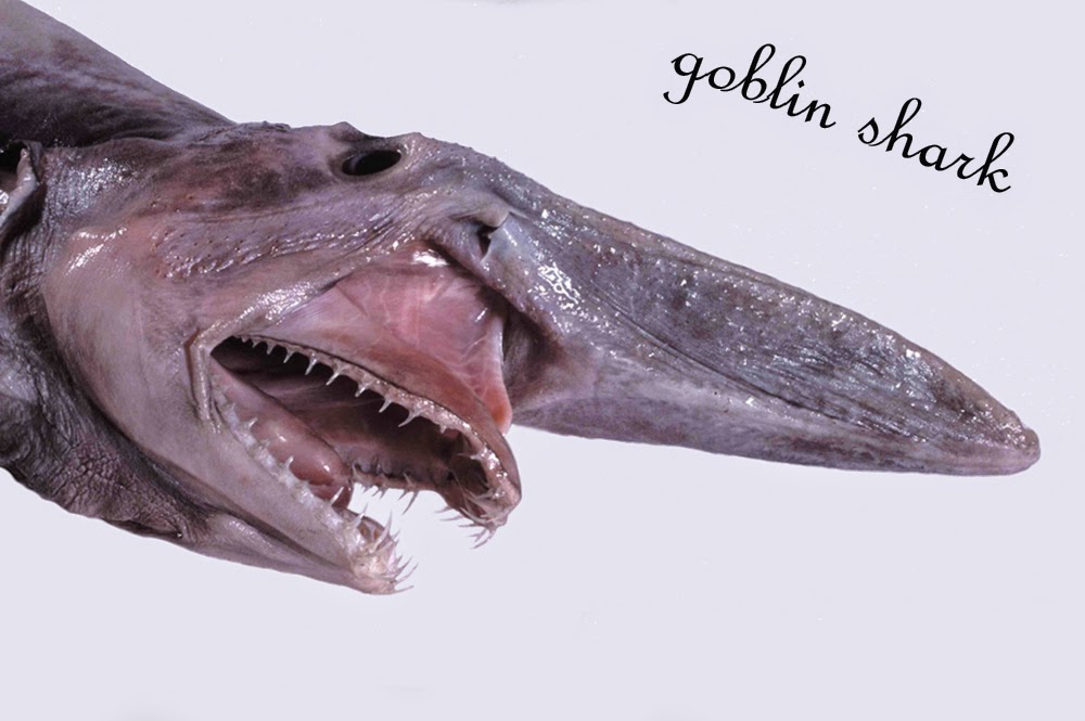 letest facts and update: A most degorous goblin shark