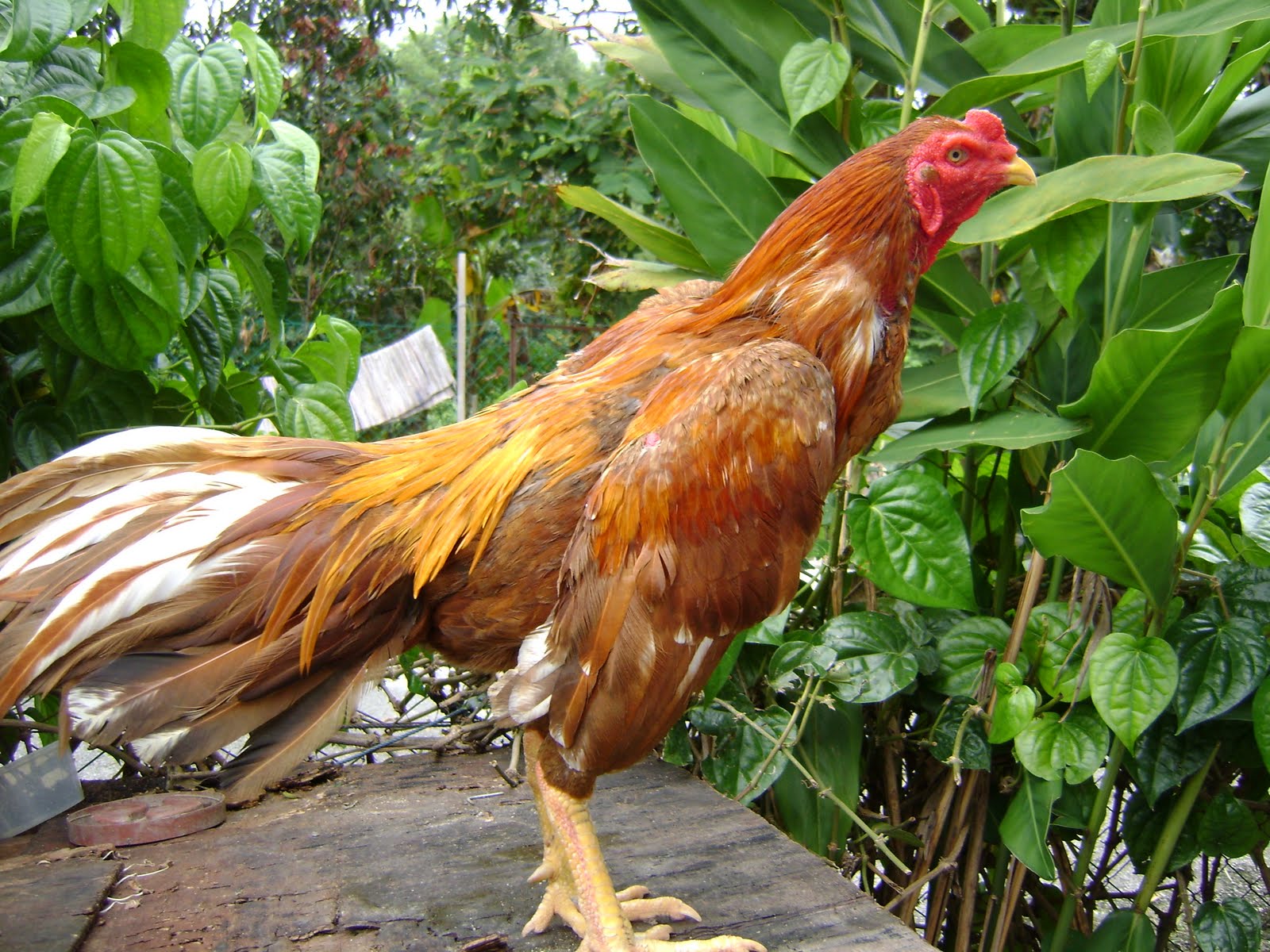 Gambar Ayam Pelung Lucu Lucu IV