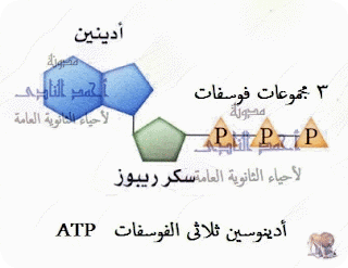 الحمض النووى ديؤكسى ريبوز dna – تركيب dna – الأدينين - الأدينوسين ثلاثى  الفوسفات atp