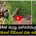 මිලියන 18ක් බලපු අන්තර්ජාලය කැළඹු හා අම්මගේ වීඩියෝ එක මෙන්න. 