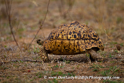 Tortuga leopardo Stigmochelys pardalis