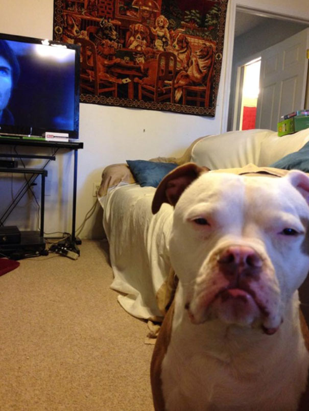 30 Hilarious Pictures Of Dogs Begging For Food That No One Could Resist