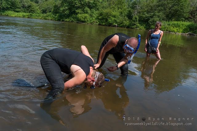 Flipping Rocks for Hellbenders