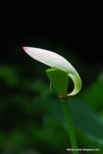 荷花图片Lotus Flower:fdp46m65h37jm1