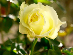 Yellow rose