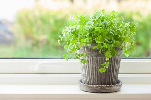 How to Grow Cilantro indoor in Pots