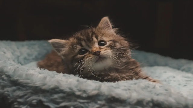 Kitten Purr