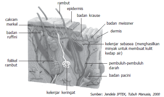 indera peraba