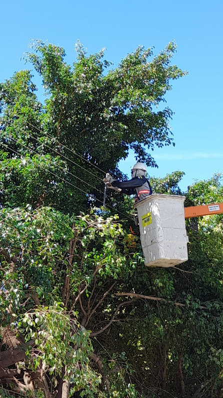 Equatorial Goiás realiza projeto de limpeza de faixa de servidão em parceria com Prefeitura de Vianópolis