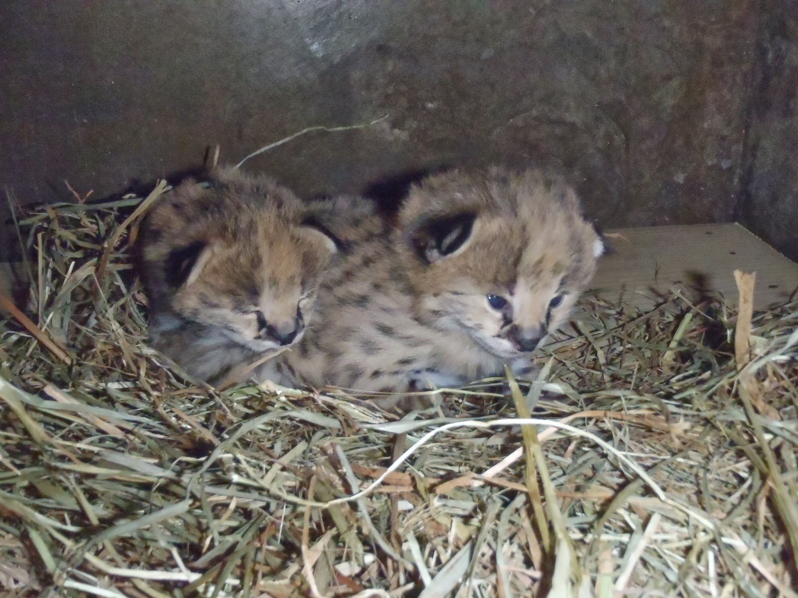 はむらzoo小噺 サーバルキャットに赤ちゃん誕生