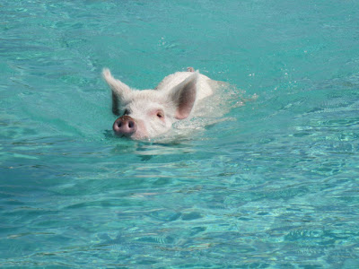 Unusual Tourists Invade Bahamas Seen On www.coolpicturegallery.us