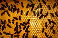 Cattura