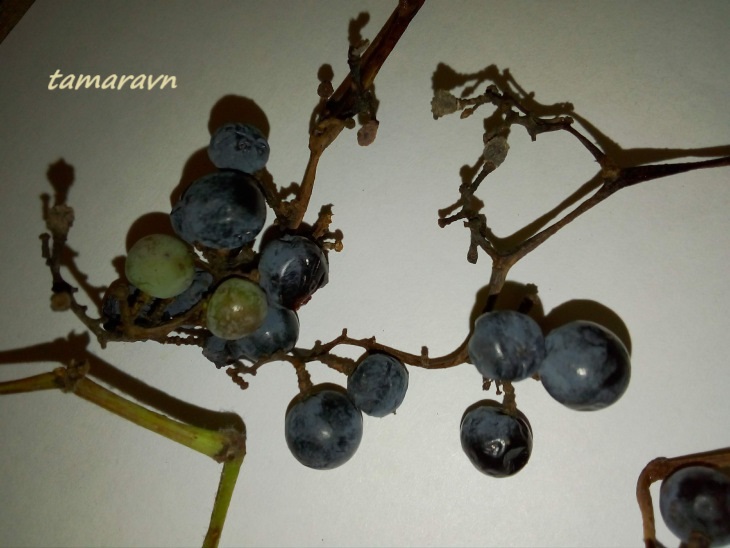 Виноград амурский (Vitis amurensis)