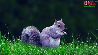 Squirrel images hd free download wallpapers for desktop and mobile,Flying squirrels,Ground squirrels,Google image Squirrel,Pictures of squirrels eating nuts,Squirrel pictures to print,Types of squirrels,Squirrel images to draw,Small squirrel images,Squirrel Images funny,Squirrel images cartoon,Squirrel images hd,Squirrel images hd, Google, Facebook today trending images wallpaper status, wallpaper, Instagram Good images wallpaper status,,