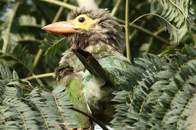 Brown-headed Barbet