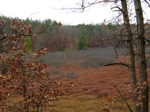 North Country Trail marsh