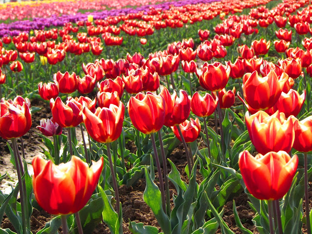 Short Stories of India – Story of Tulip Garden (Srinagar India)