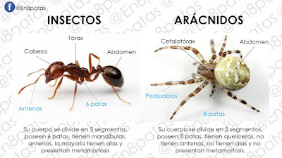 Resultado de imagen de ARaÃ±as e insectos diferencias