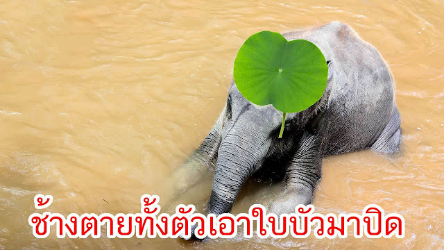 ช้างตายทั้งตัวเอาใบบัวมาปิด หมายถึงอะไร?