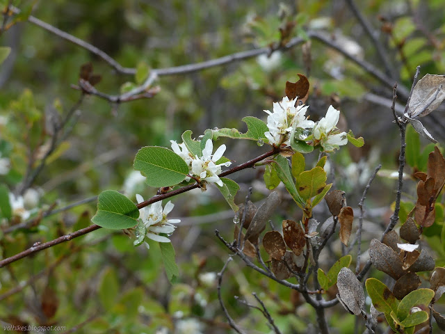 white flowers on a bush