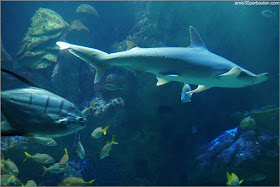 Tiburón Cabeza de Pala en el Acuario de Boston