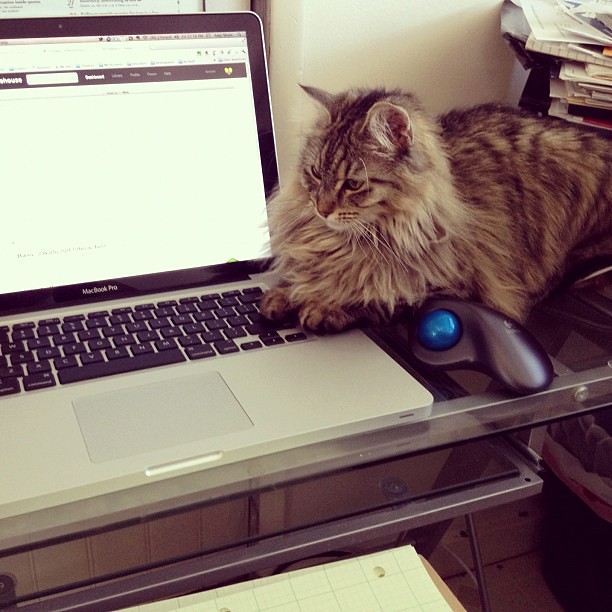 She's either helping me code or waiting to steal my pencil. #theLatter by AMsloan from flickr (CC-NC-ND)