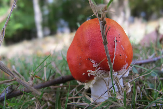 op een rode paddenstoel....