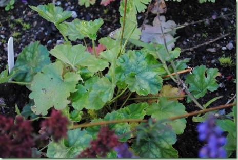 Heuchera sanguinea 'Leuchtkäfer'