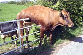 A Cow that heard of the NTCC's Plans to Spray the hay fields with Human Poo Desperately Tries to Escape.  Why don't You NTCC'rs Follow This Clever Cow to Freedom?