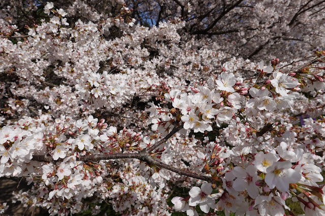 鳥取県西伯郡南部町鶴田 とっとり花回廊 花の丘 ソメイヨシノ（染井吉野）